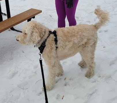 Customer photo review of No-Pull Harness [Free Today]