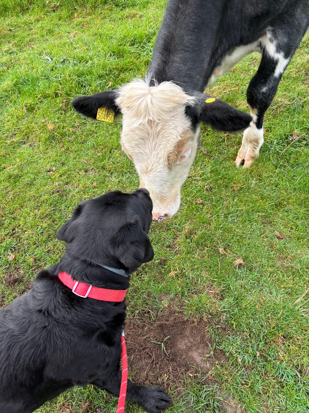 Customer photo review of Symply Fresh Chicken Large Breed Dog Food