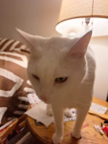 Customer photo review of 2x Blisso Advanced Cat Probiotic | Cat Probiotic for Diarrhea & Kidney Support