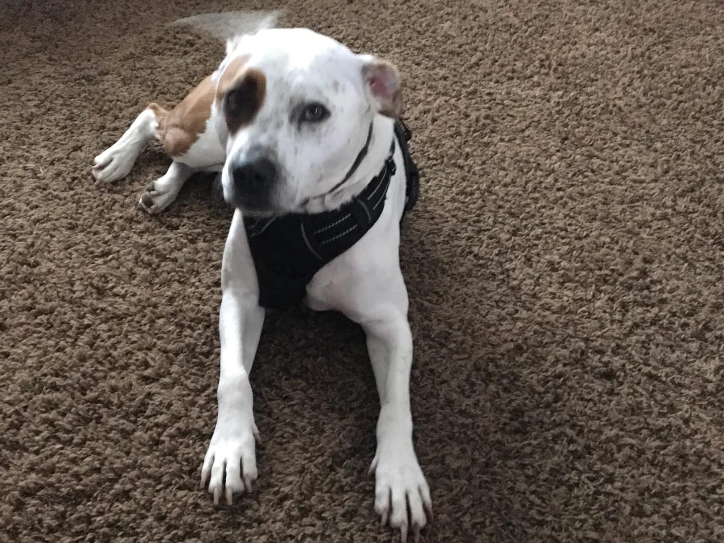 Customer photo review of No-Pull Harness [Free Today]