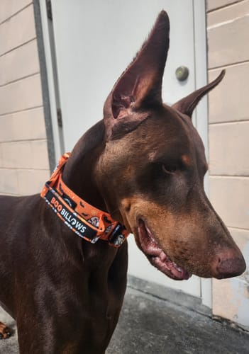 Susan R. review of 5cm Lighter Combat® Collar | Halloween BooBillows image 1 out of 1