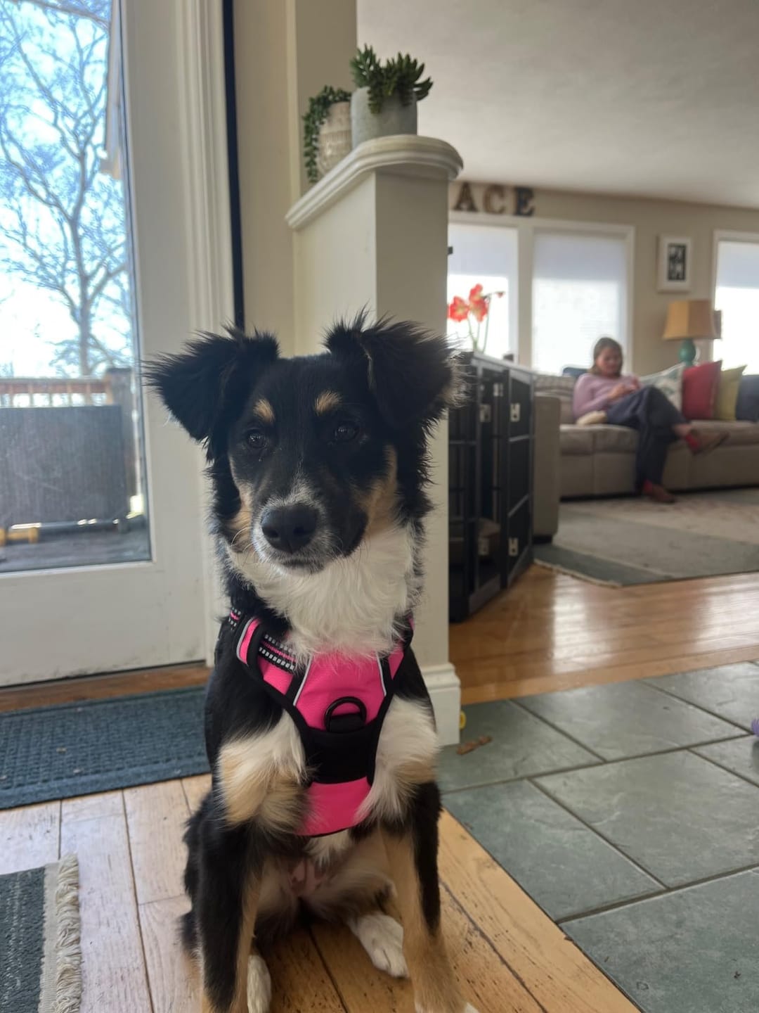 Customer photo review of No-Pull Harness [Free Today]