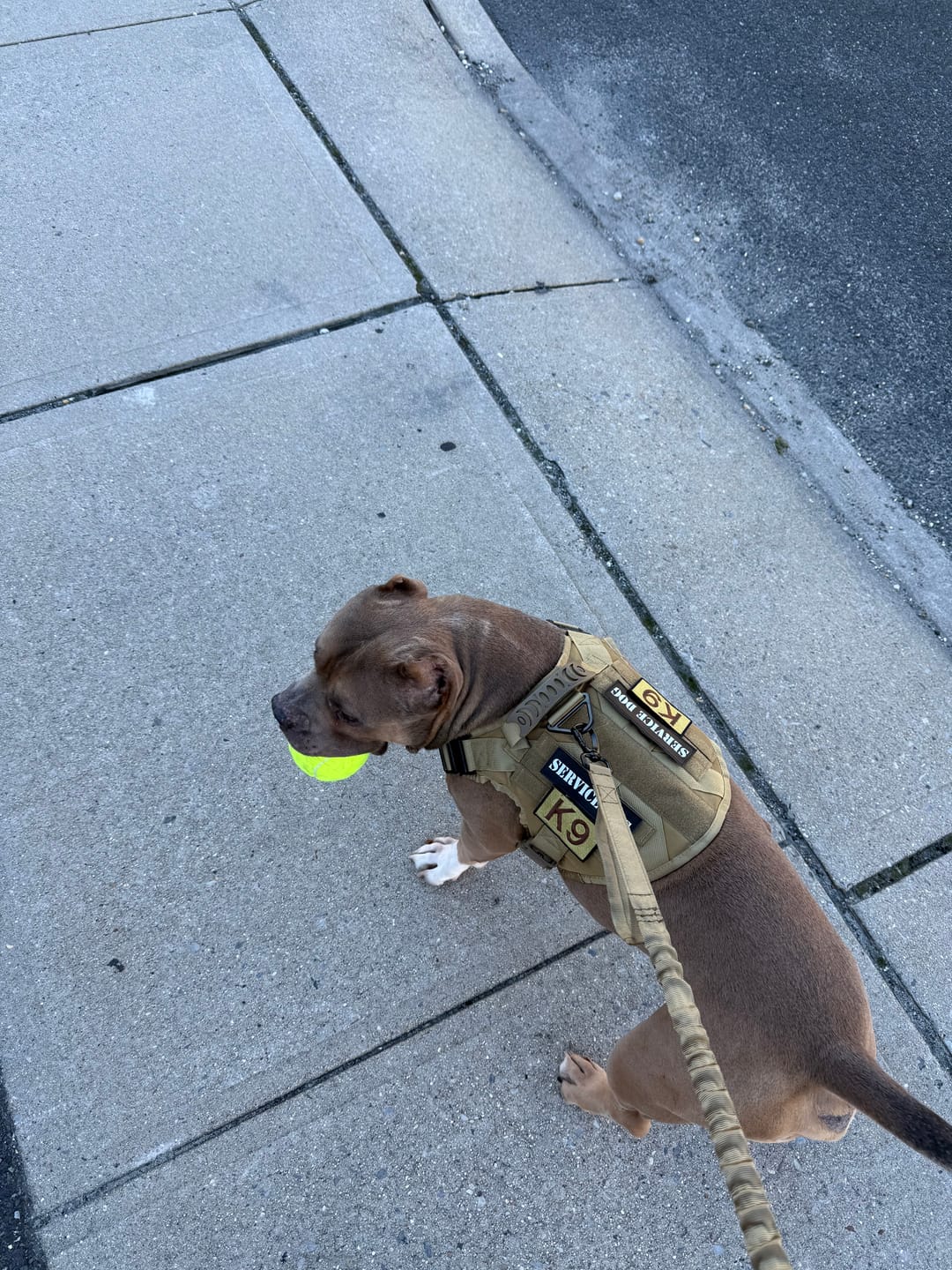 Customer photo review of Hook & Loop Patch Variety Bundle For Harness (Pack of 12)