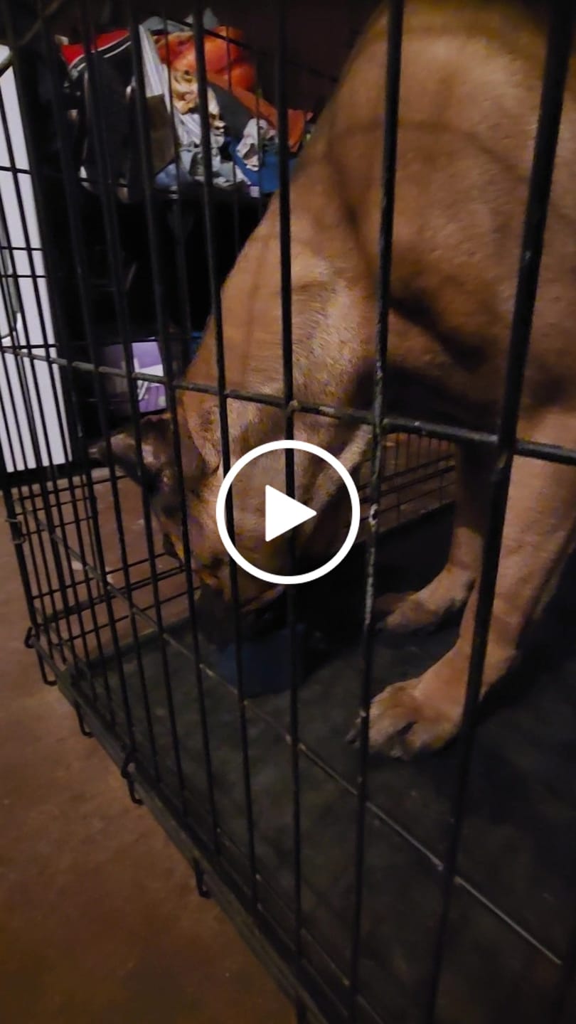 Customer video review of Freez Doughnut - Super Durable Treat Toy
