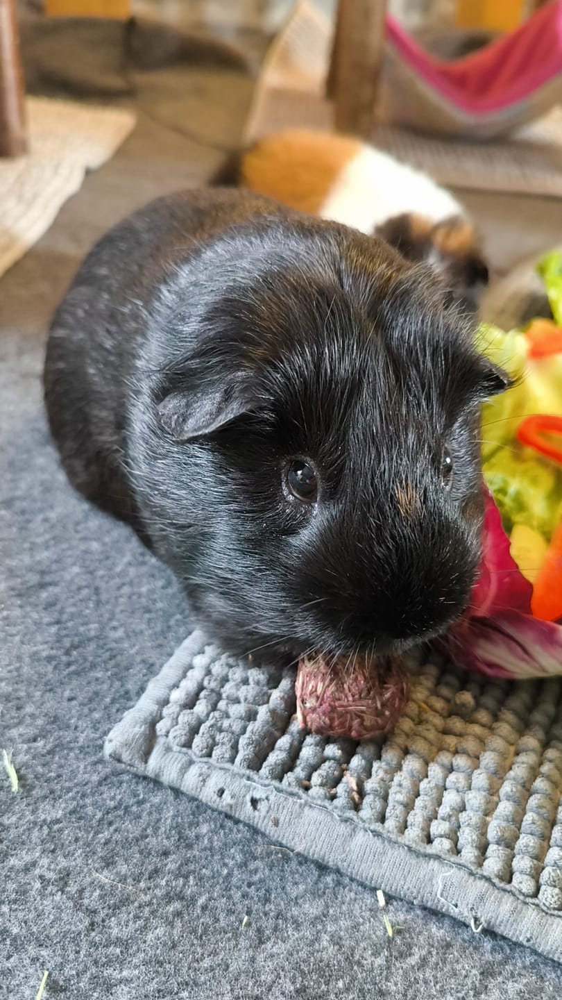 Customer photo review of 💘 Erste Liebe – Premium Bälle für deine Meerschweinchen