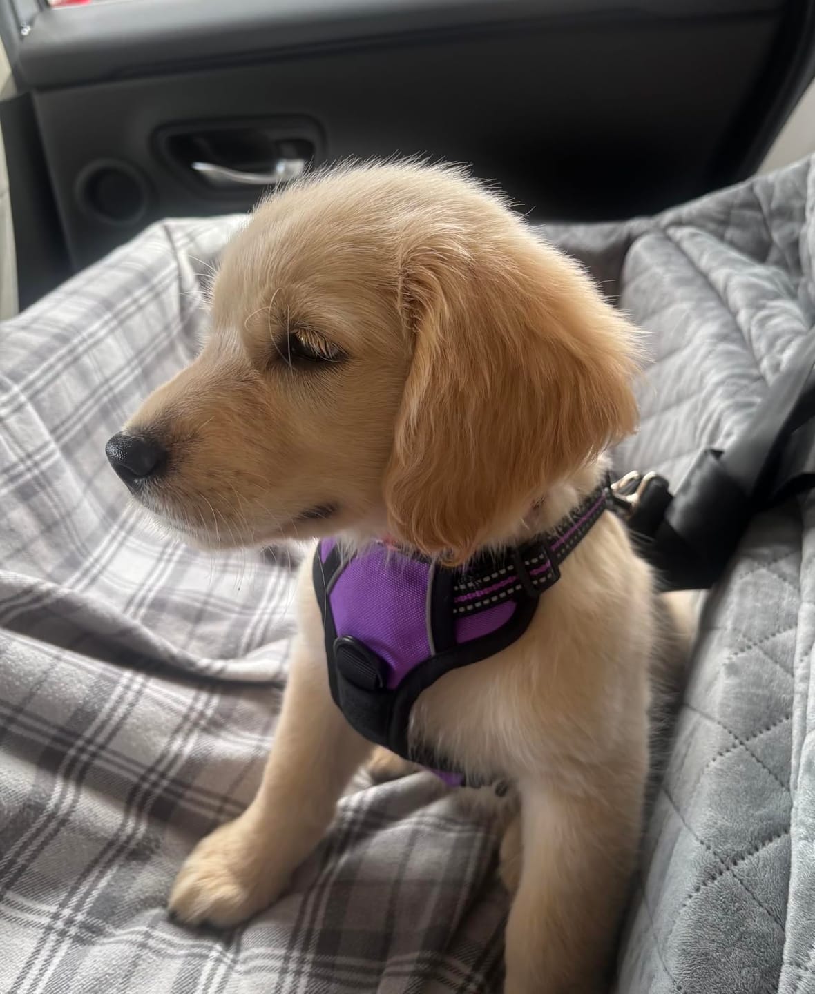 Customer photo review of No-Pull Harness [Free Today]