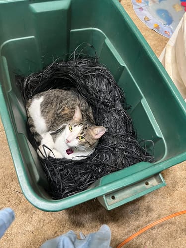 Customer photo review of Hunting Blind Raffia Grass (Individual)