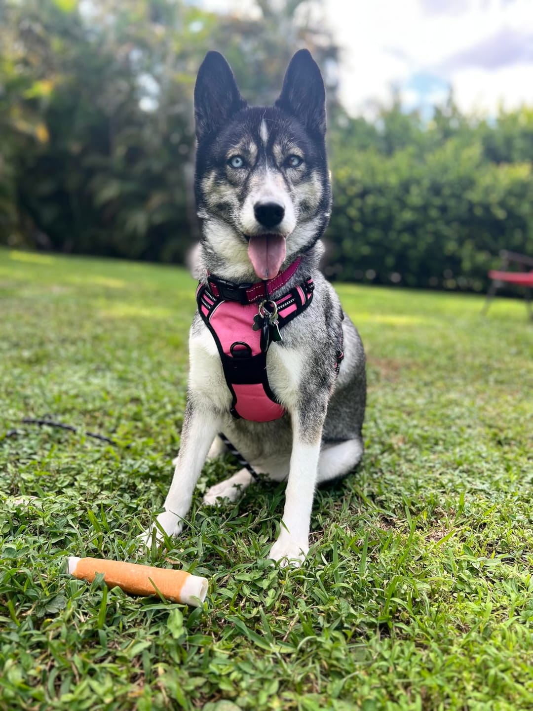 Customer photo review of No-Pull Harness [Free Today]