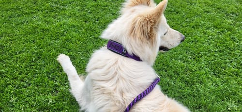 Customer photo review of Neoprene Half-Check Dog Collar with Name - M | 4Kyon