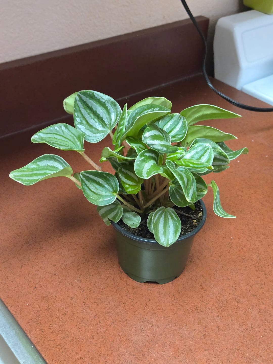 Customer photo review of Watermelon Peperomia starter plant In 4" Grow Pot - Large Watermelon-Striped Peperomia - Indoor Succulent Plant - Easy Care Houseplant