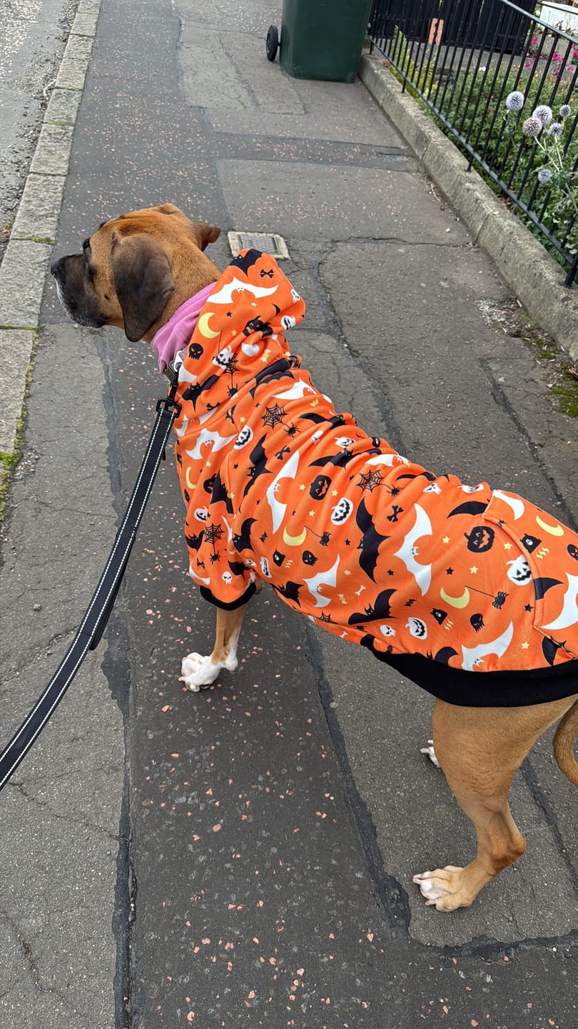 Customer photo review of Halloween Dog Hoodie - Orange