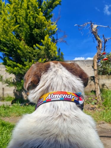 Customer photo review of Collar personalizado para Mascota: Lava