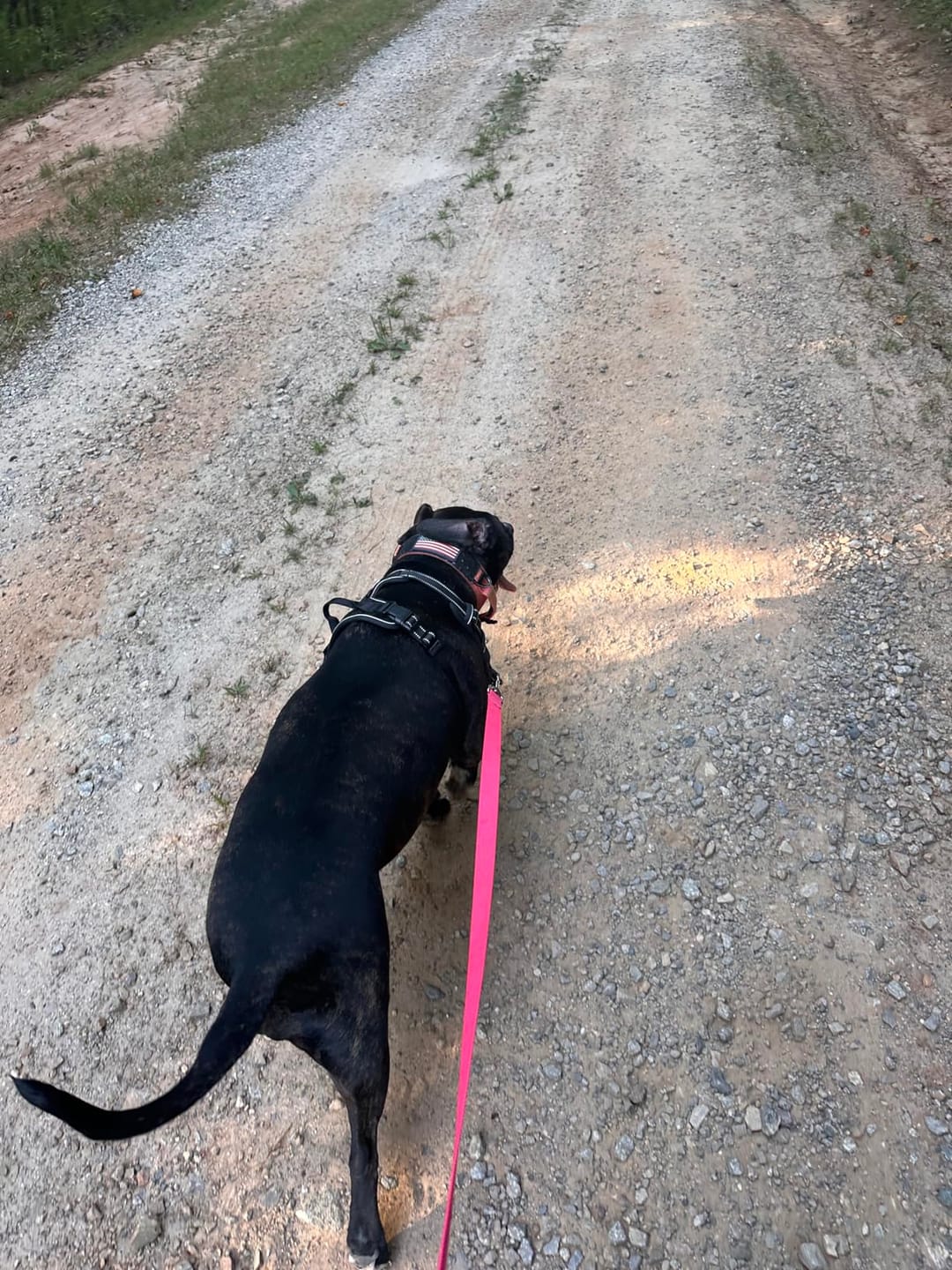 Customer photo review of No-Pull Harness [Free Today]