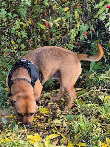 Gwen W. review of Boomerang Harness - XS-M Breeds - Black image 1 out of 2