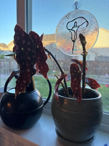 Sara M. review of Soil Refresh image 1 out of 3