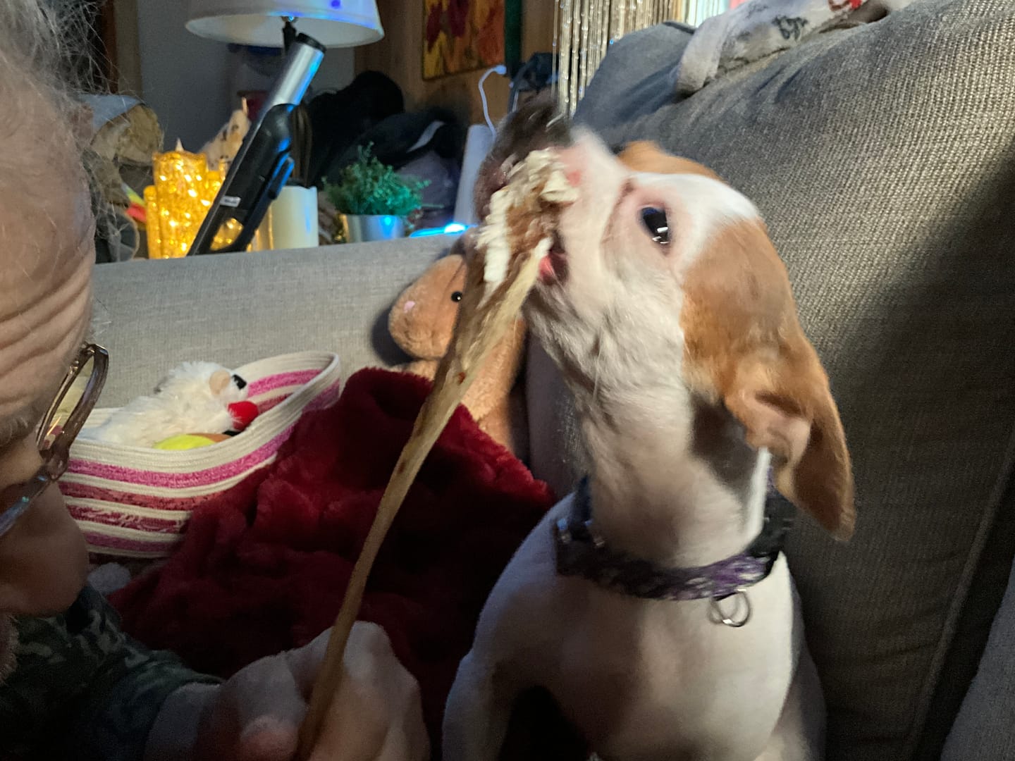 Customer photo review of Chewy Ostrich Flat Tendon: Satisfying All-Natural Chew for Dental Health & Gentle Digestion