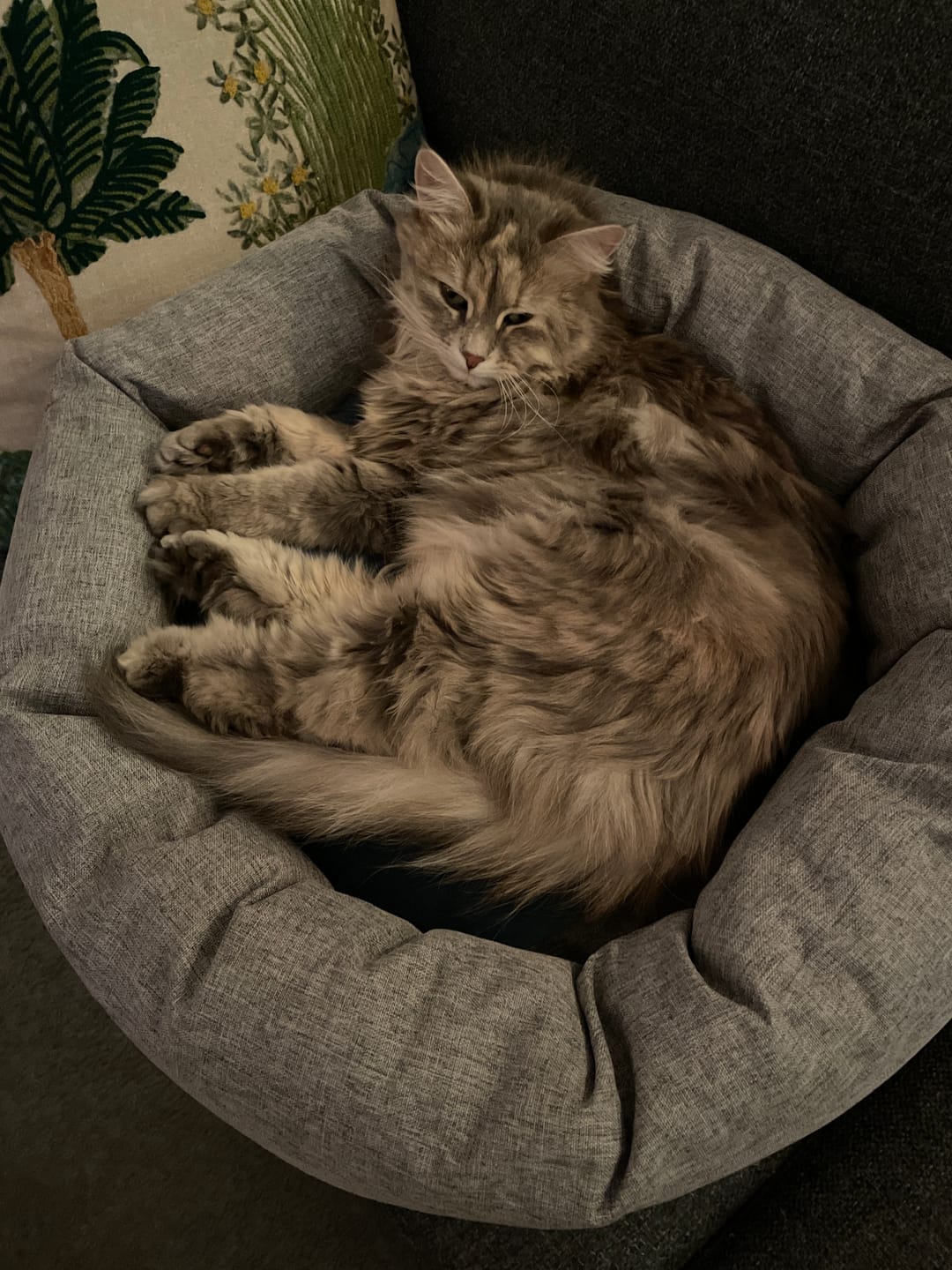Customer photo review of CalmBed - Pälsfritt Överdrag