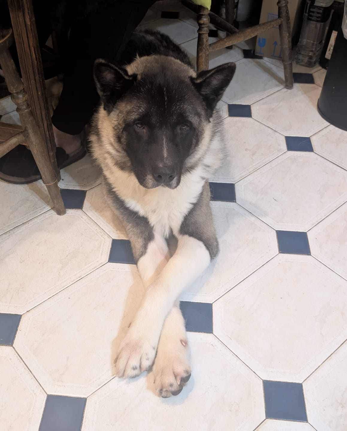 Customer photo review of Anti-Itch Dog Chews