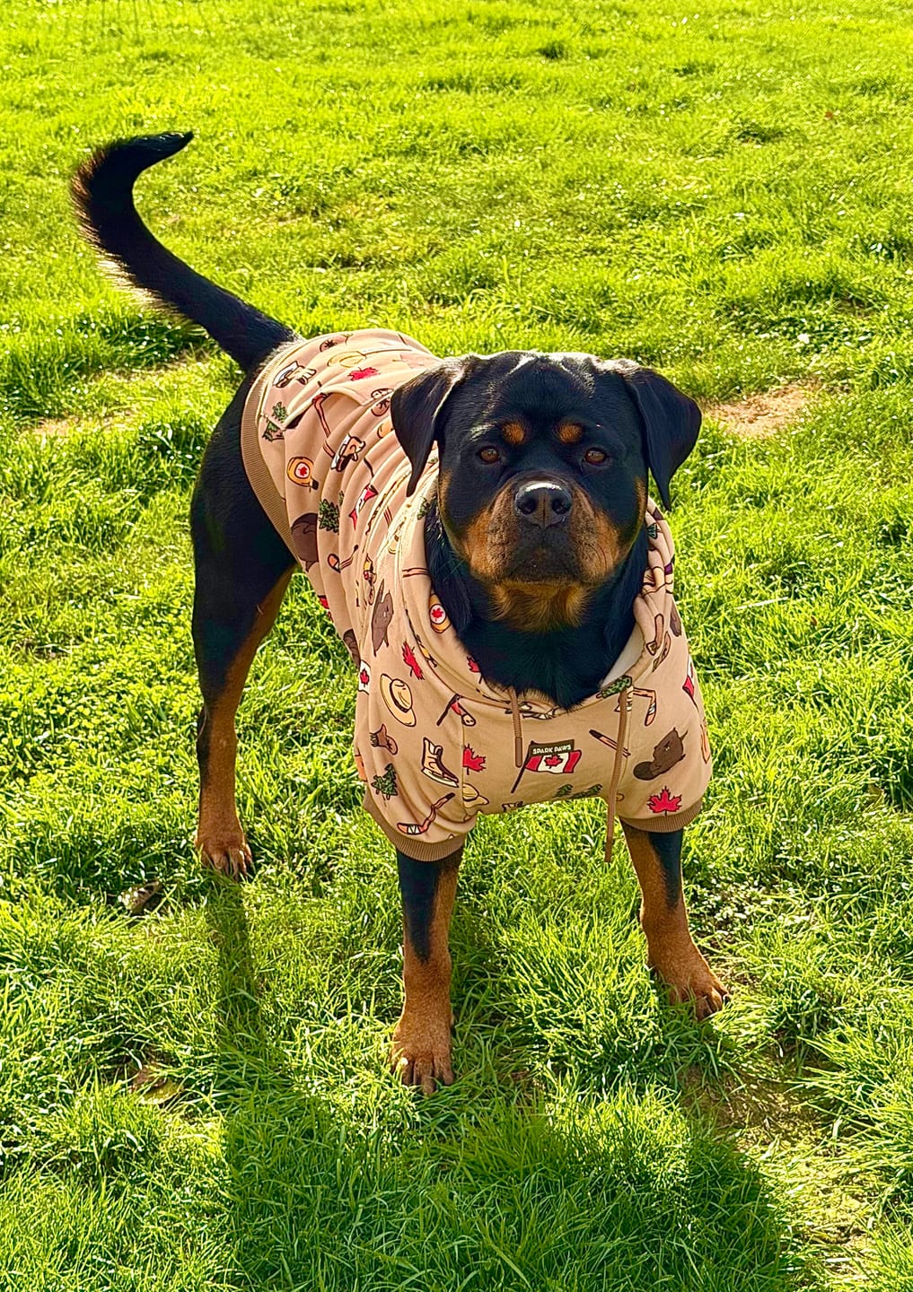 Customer photo review of Canada Dog Hoodie