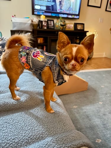 Customer photo review of Season of Love Vest