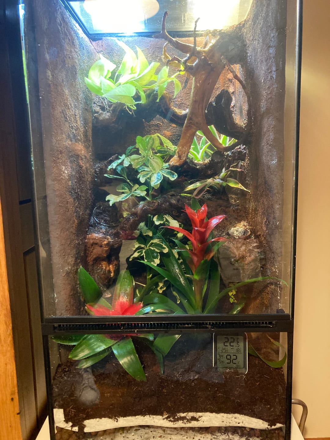 Customer photo review of Terrarium Mix