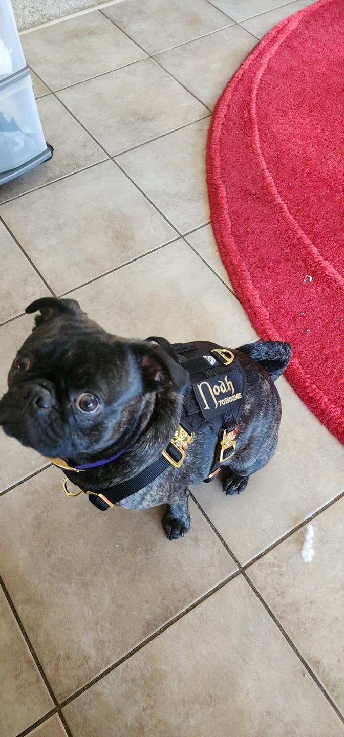 Customer photo review of HNTR 3.0 Dog Harness - Noir