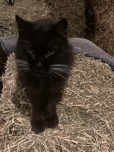 Customer photo review of 2x Blisso Advanced Cat Probiotic | Cat Probiotic for Diarrhea & Kidney Support