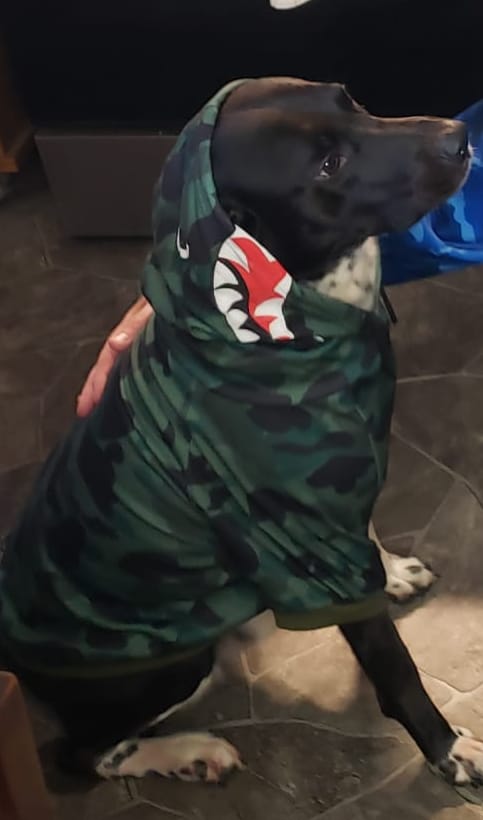 Customer photo review of Shark Monster Dog Hoodie - Green Camo