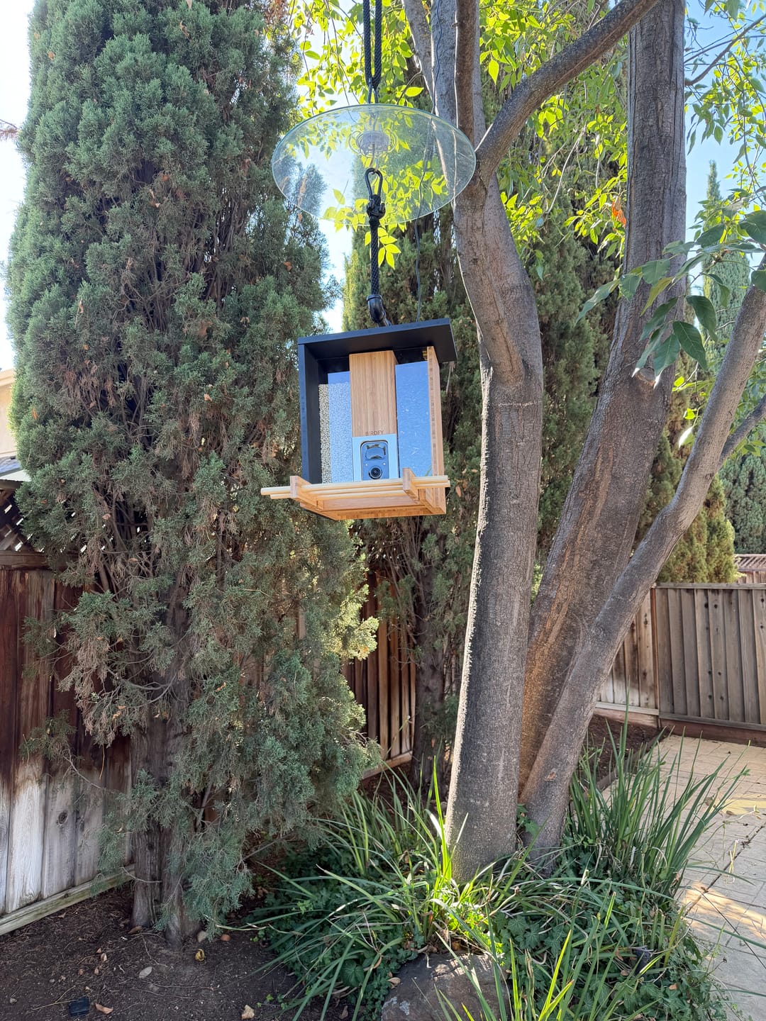 Customer photo review of Birdfy Cam - Versatile Standalone Backyard Birdwatching Camera