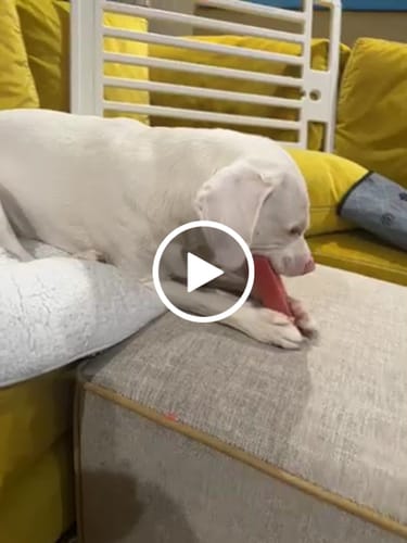 Customer video review of Strawberry Yak Chews One Size Fits All