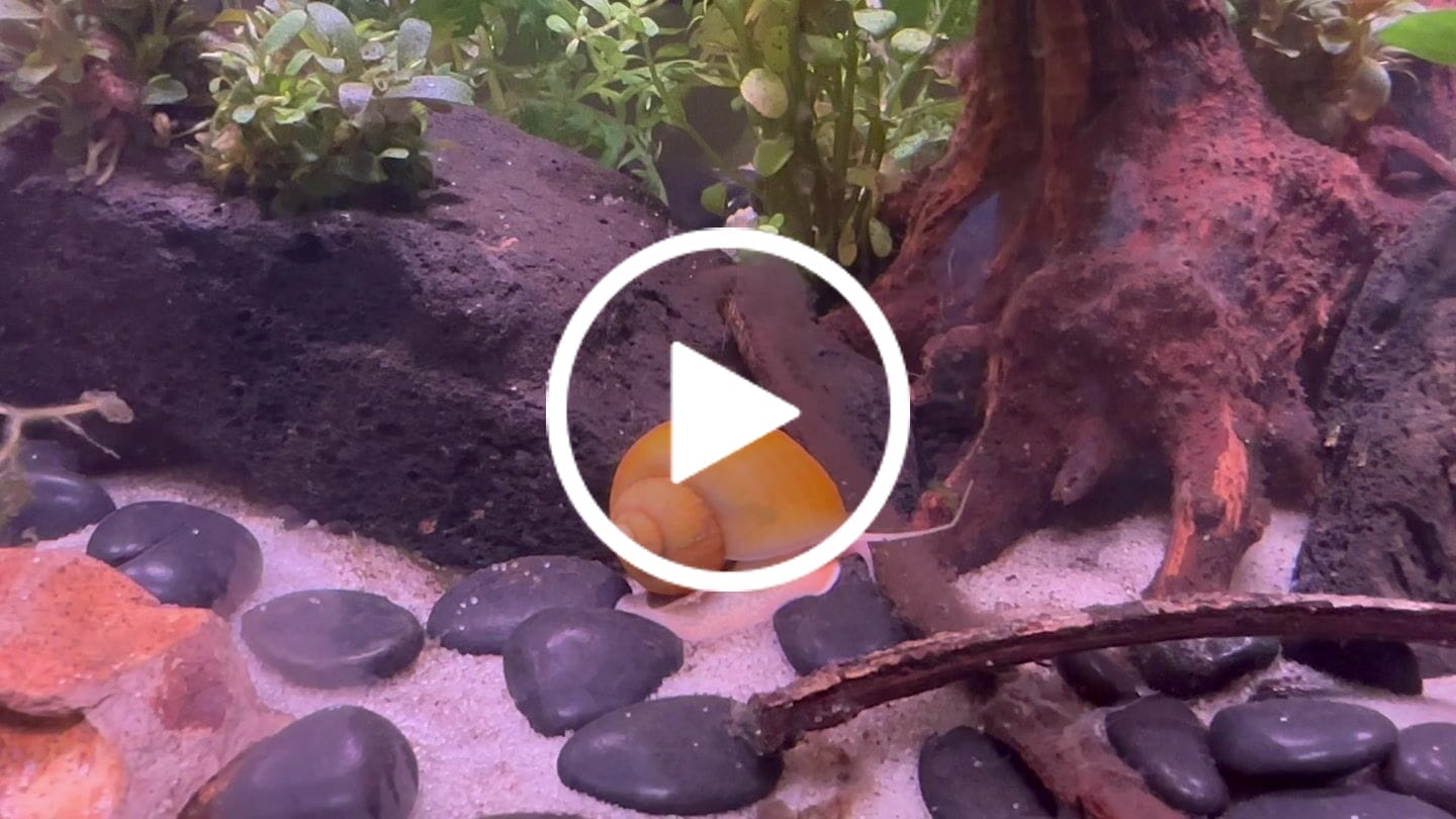 Customer video review of Gold Mystery Snail