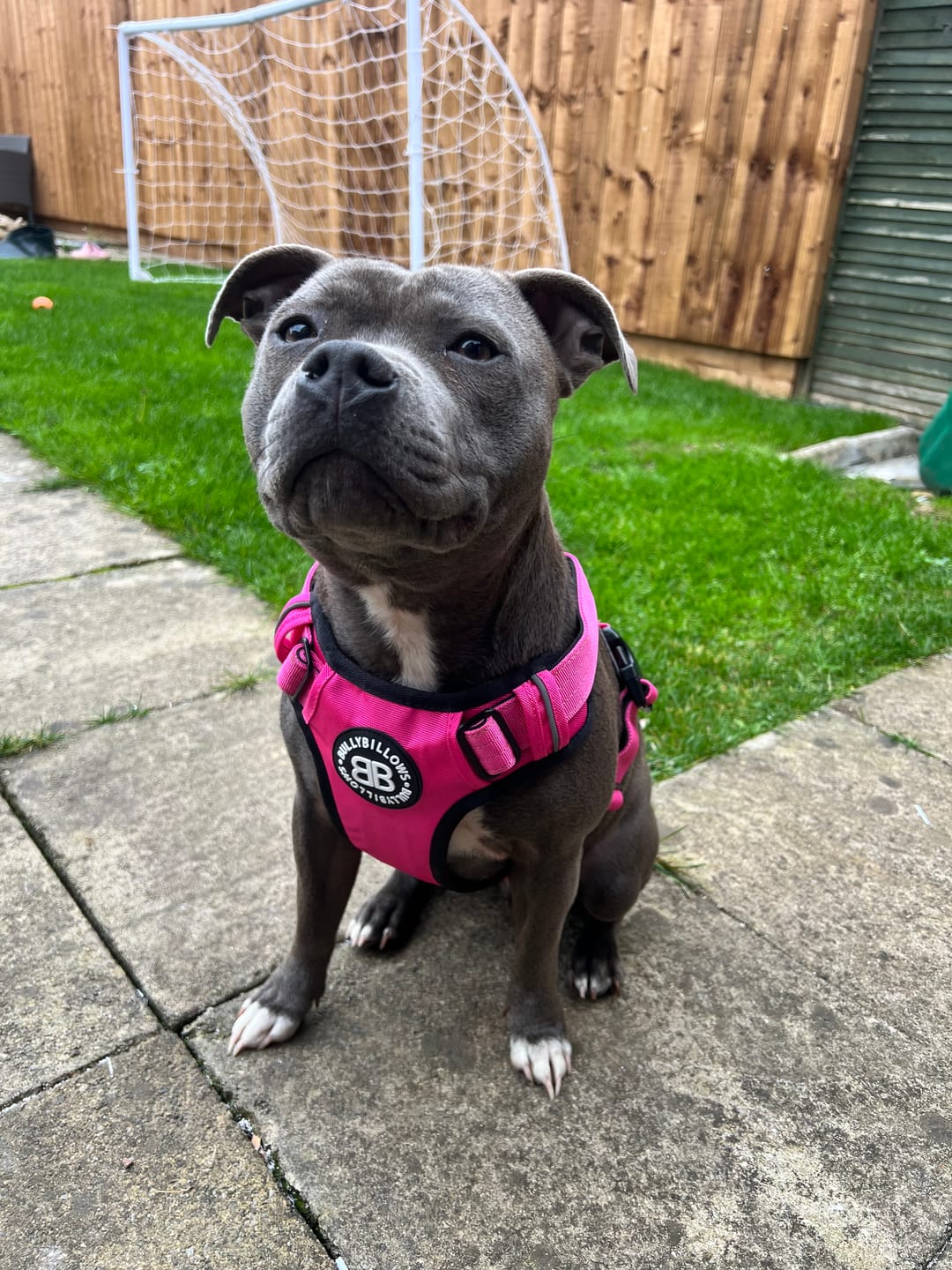 Customer photo review of Comfort Premium Harness | Non Restrictive - Magenta