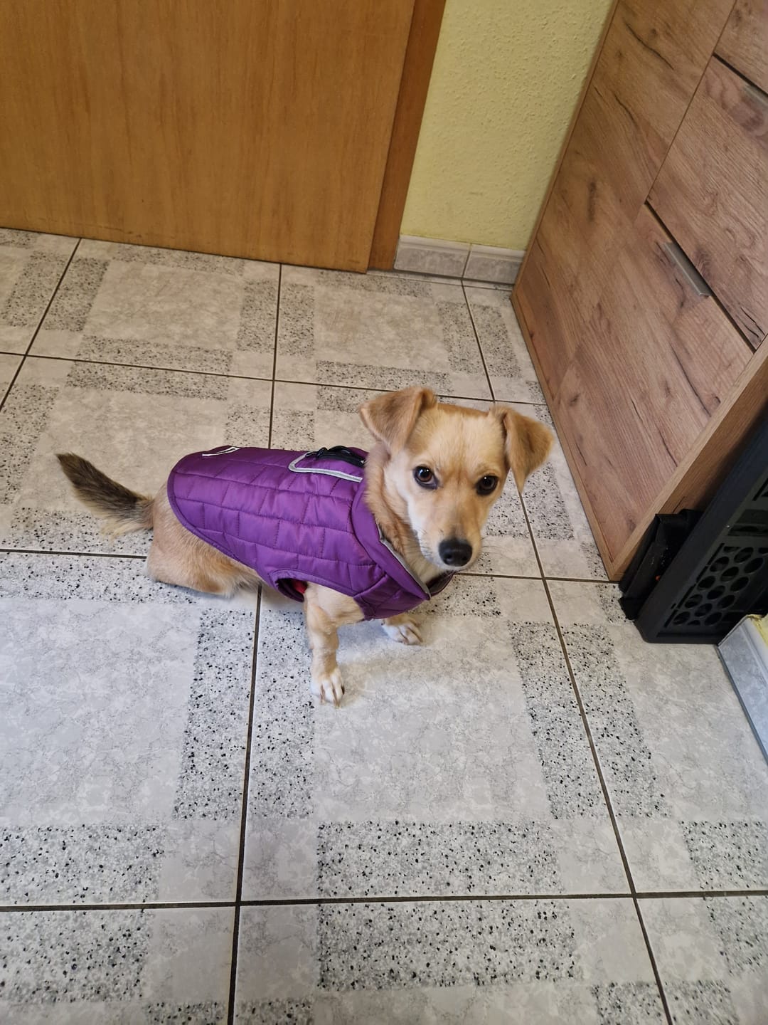 Customer photo review of Emmalove - Wasserdichte Hundeweste