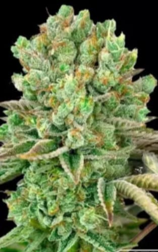 Customer photo review of Kush Cake Ökopack