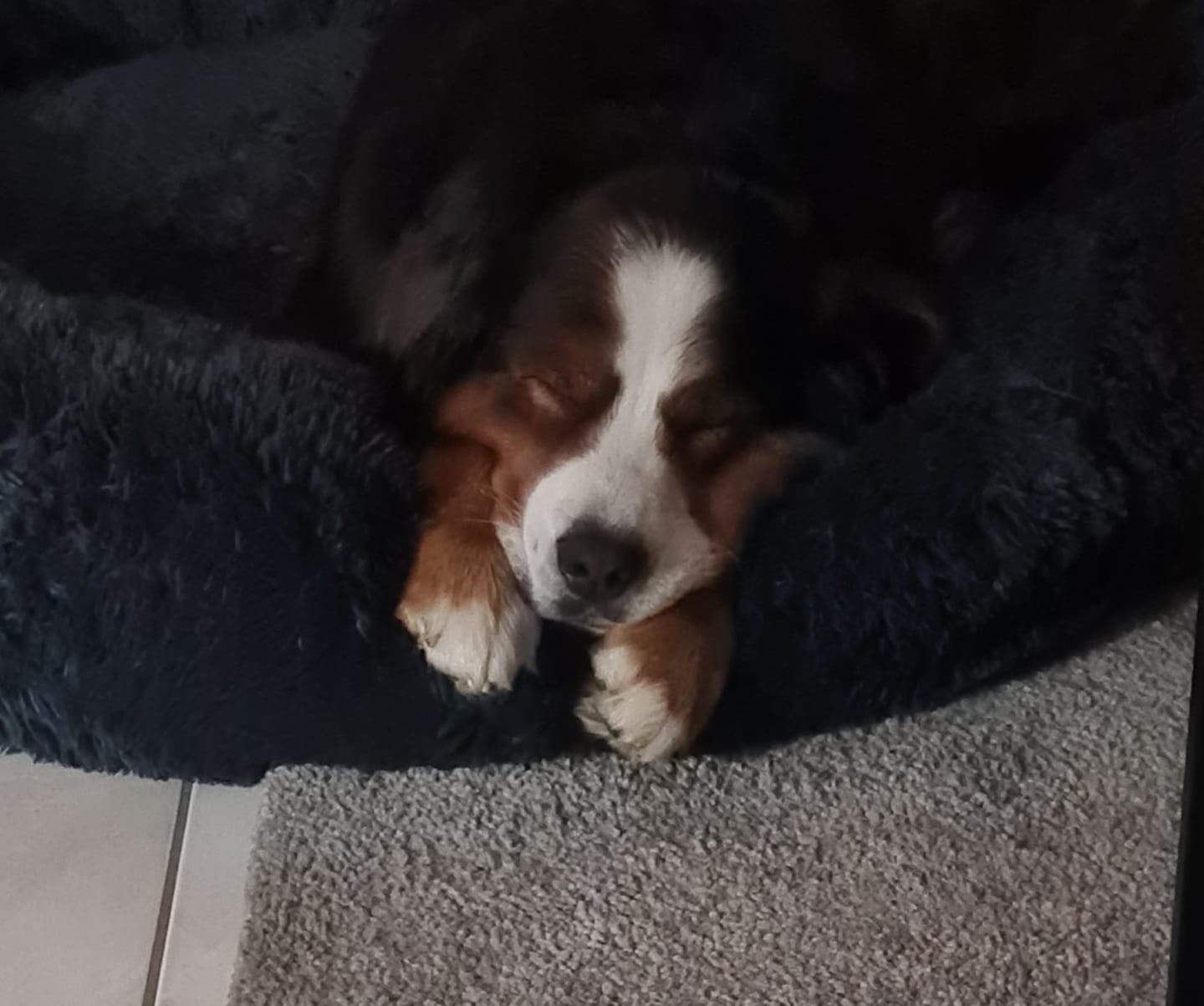 Customer photo review of Schweineohrmuscheln für Hunde