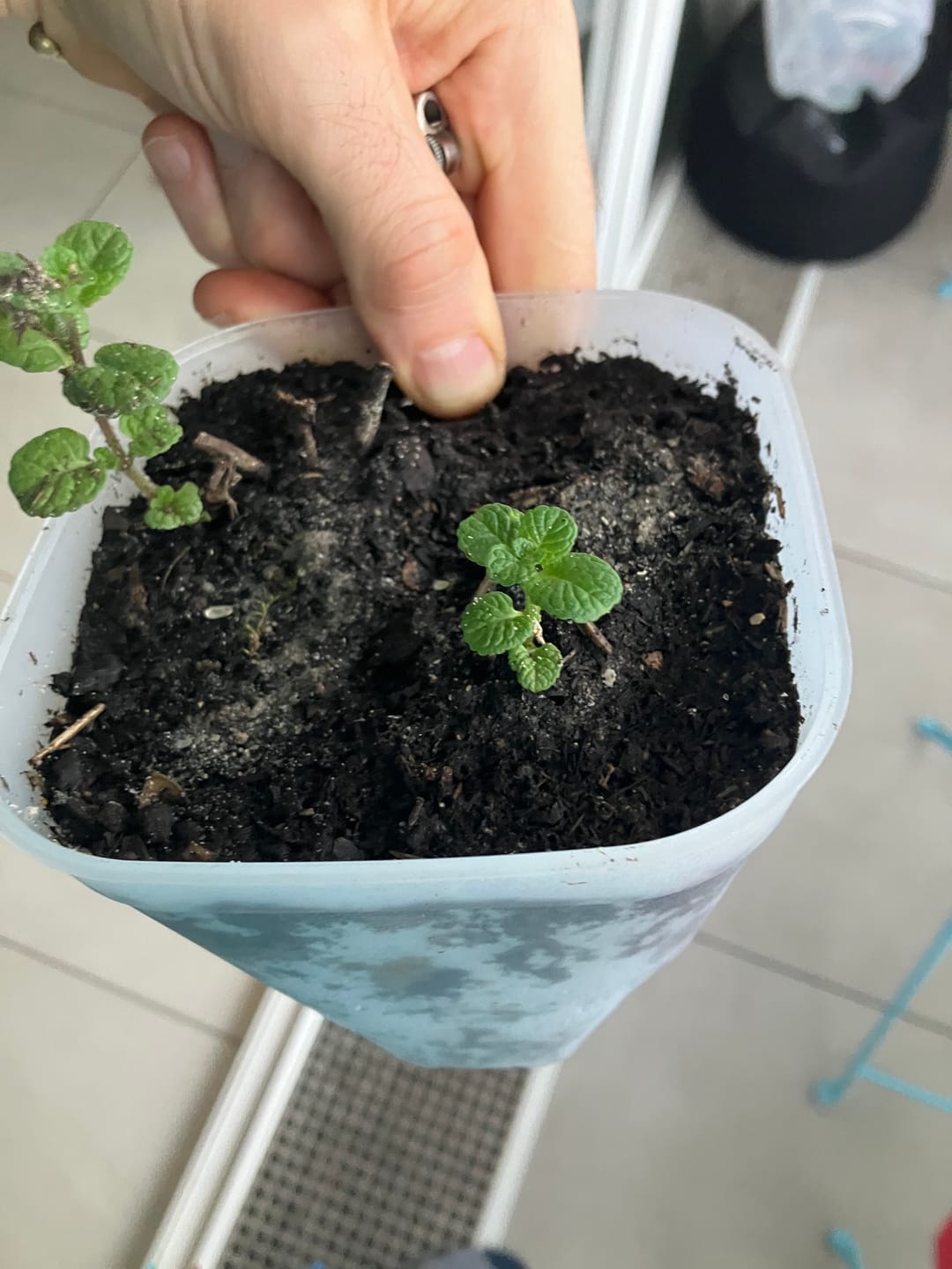Customer photo review of Clear Cacti & Succulent Plant Pot