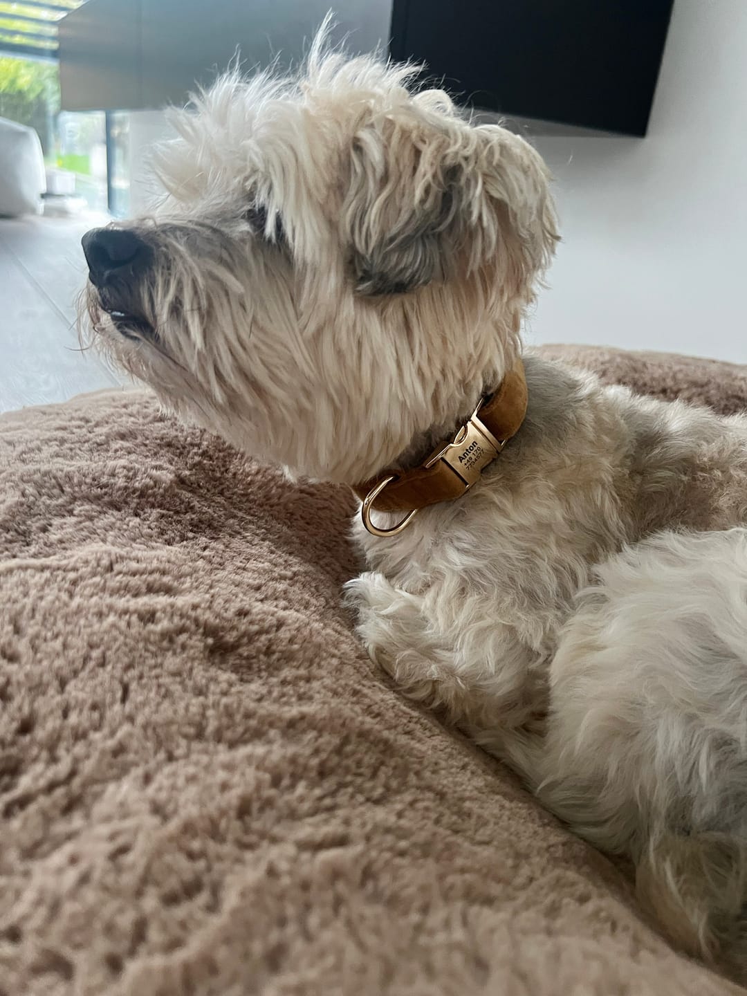Customer photo review of Personalisiertes Samt Hundehalsband "Emilia" mit Gravur – Verstellbar & Elegant