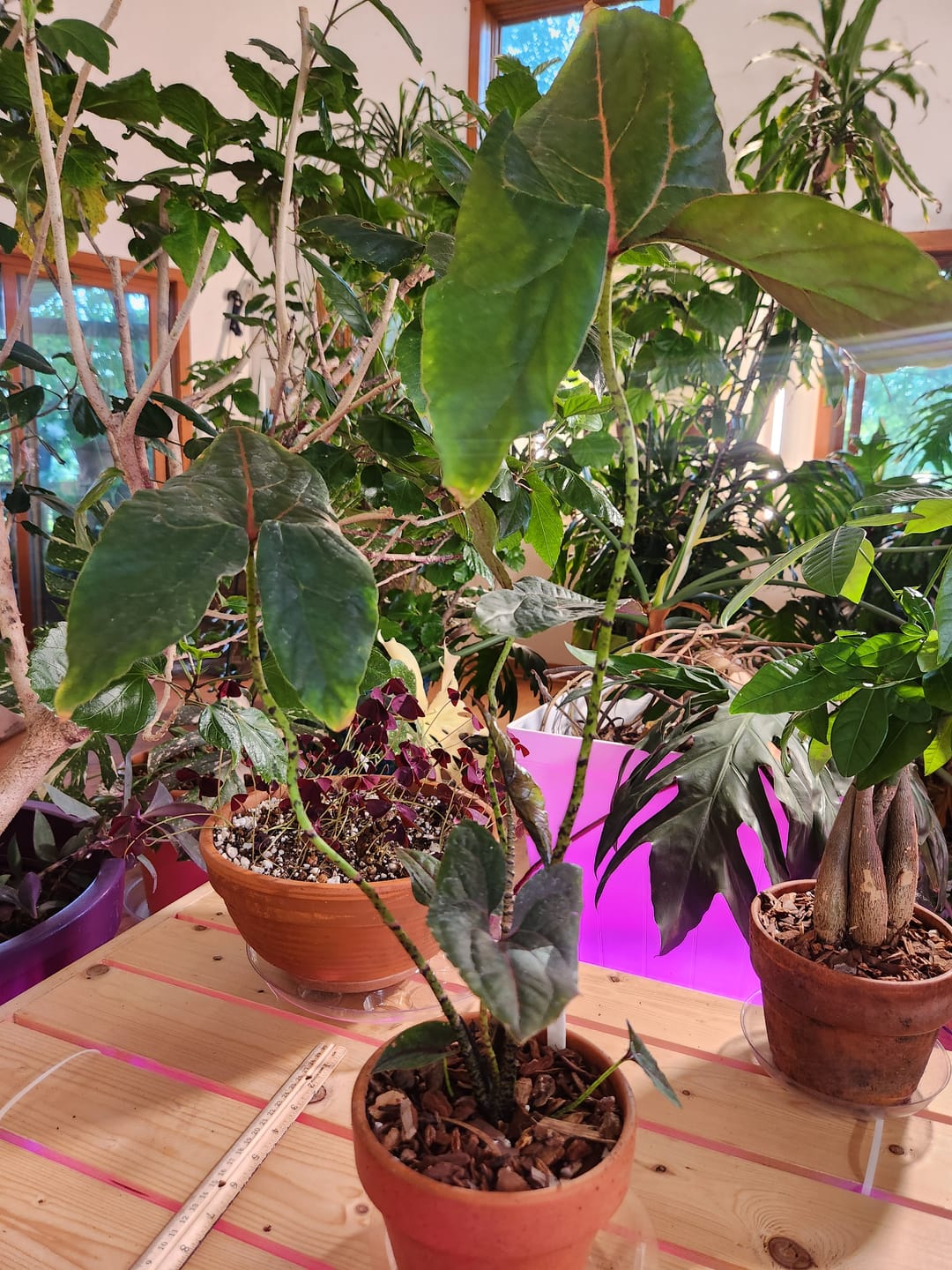 Customer photo review of Cyrtosperma johnstonii