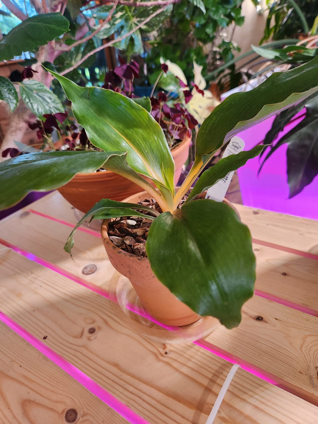 Customer photo review of Chlorophytum 'Fire Flash' 'Mandarin Orange'