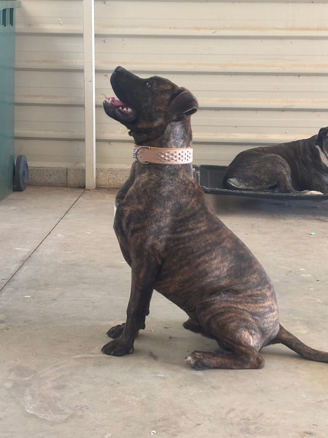 Customer photo review of Hand Made Leather Dog Collar - Buckskin Rogue "RuffNeck" Studded (Wide Fit)