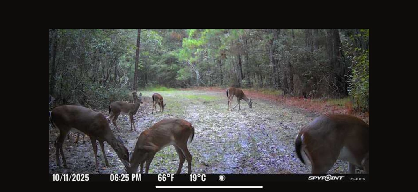 Customer photo review of Forage Factory™