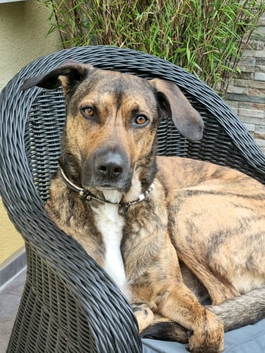 Customer photo review of Frischfutter für Energiebedarf von 1301 kCal/Tag