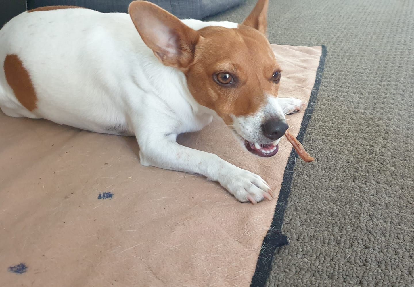 Customer photo review of Australian Beef Bully Sticks 8"