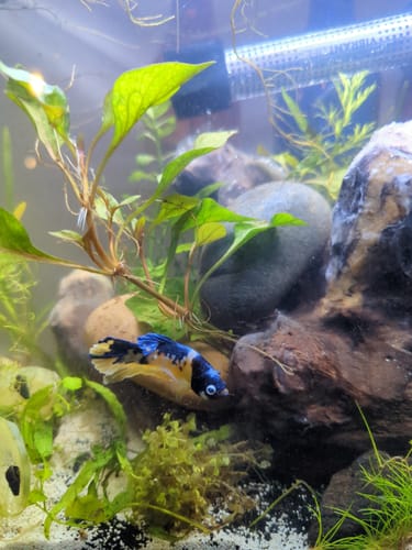 Customer photo review of Koi Yellow Galaxy Male Plakat Betta Fish | High Grade | Mystery Betta
