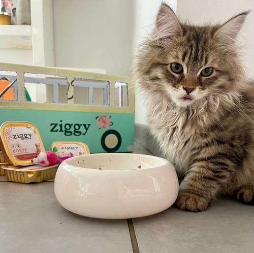 Avis photo d'un client sur Coffret Découverte Chaton - 1kg Croquettes + 8 Pâtées + 3 probiotiques