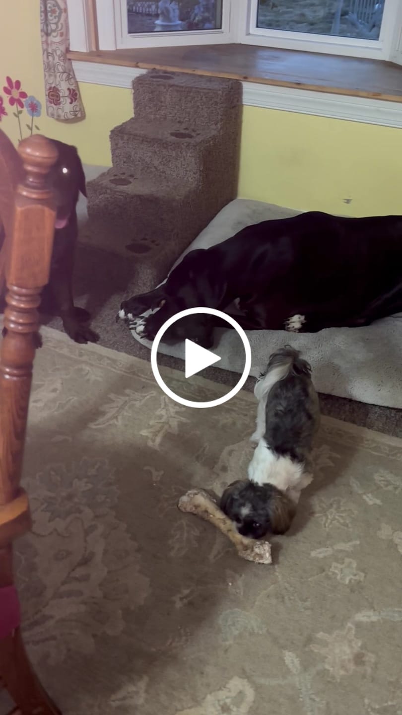 Customer video review of Ostrich Long Bone (19" x 3.5"): The Ultimate Challenge for Medium, Large & Extra-Large Dogs