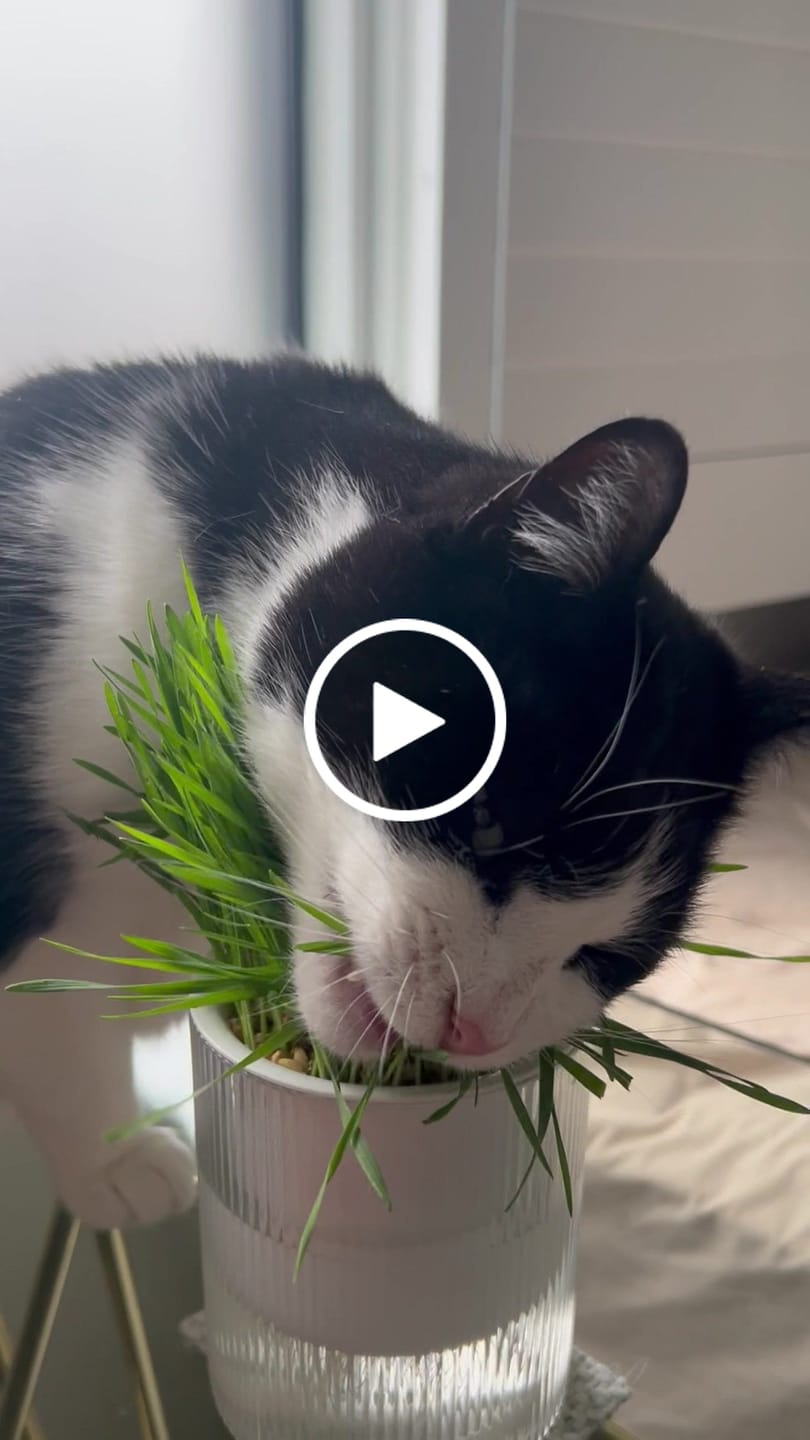 Customer video review of MICHU All-in-One Soil-Free Cat Grass Grow Kit with Australian Seed and Mulch, Made in Australia