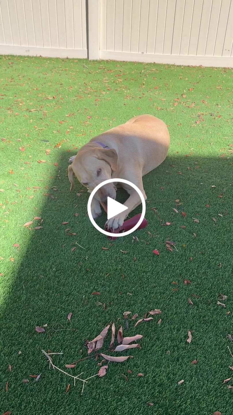 Customer video review of 6 Inch Monster Braided Bully Stick