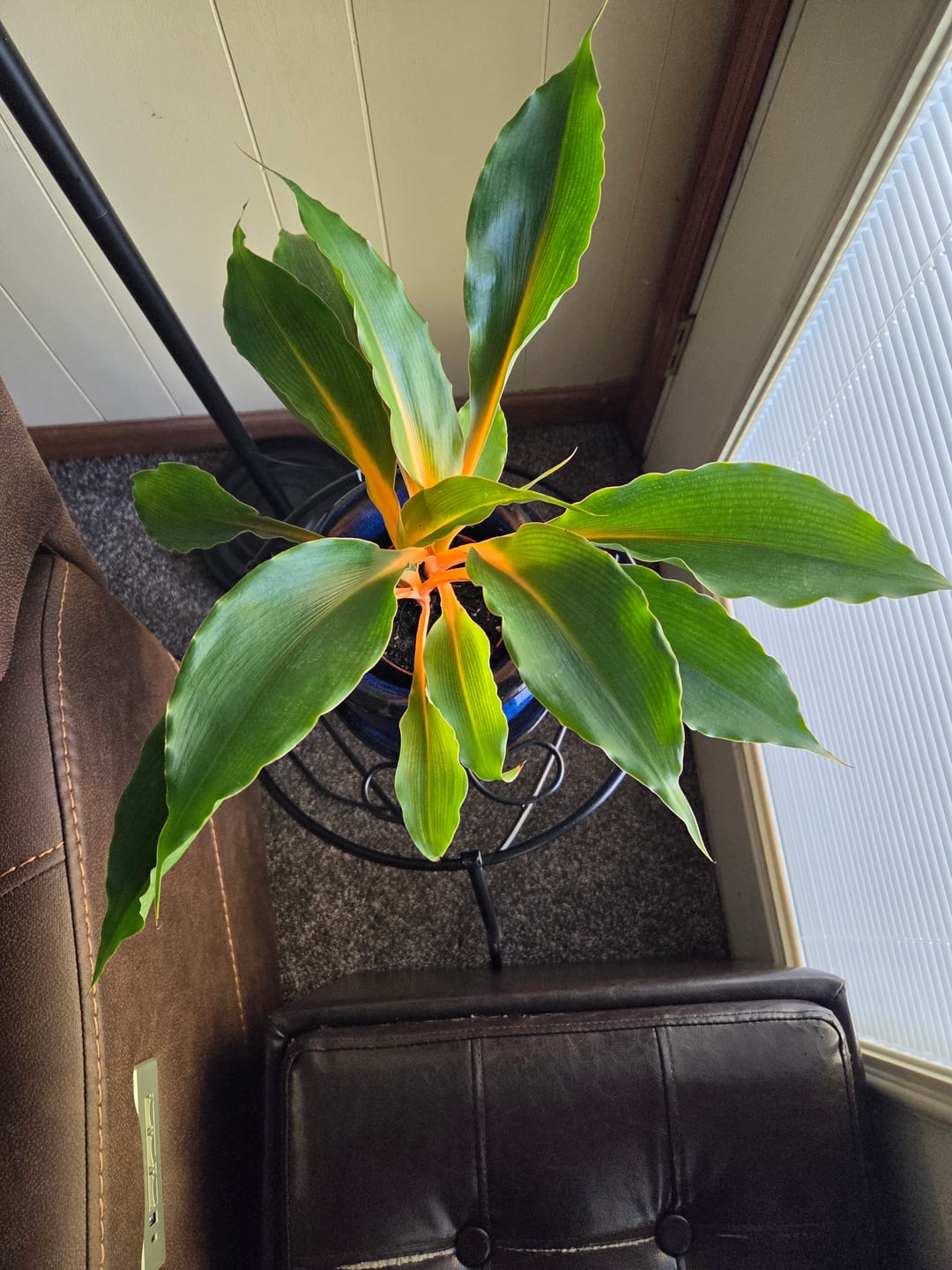 Customer photo review of Chlorophytum 'Fire Flash' 'Mandarin Orange'