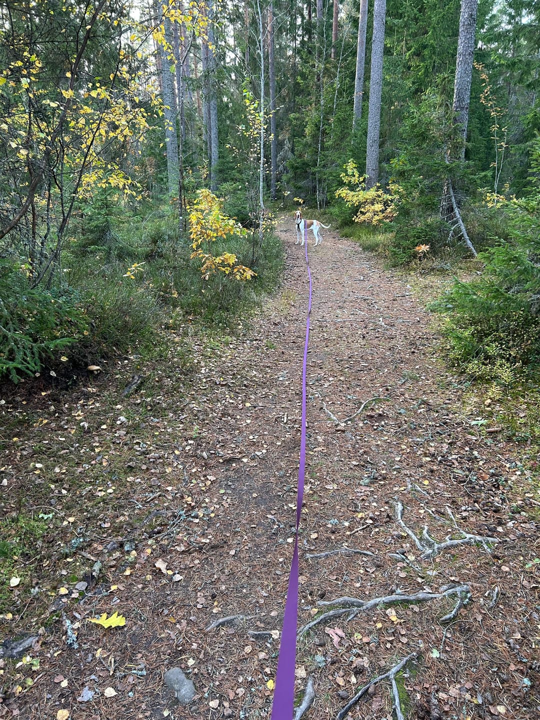 Customer photo review of Spårlina 10 m och 15 m - 16 olika färger